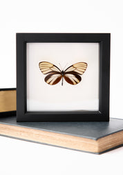 Framed Dazzling Glasswing Butterfly