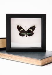 Framed Doris Longwing Butterfly