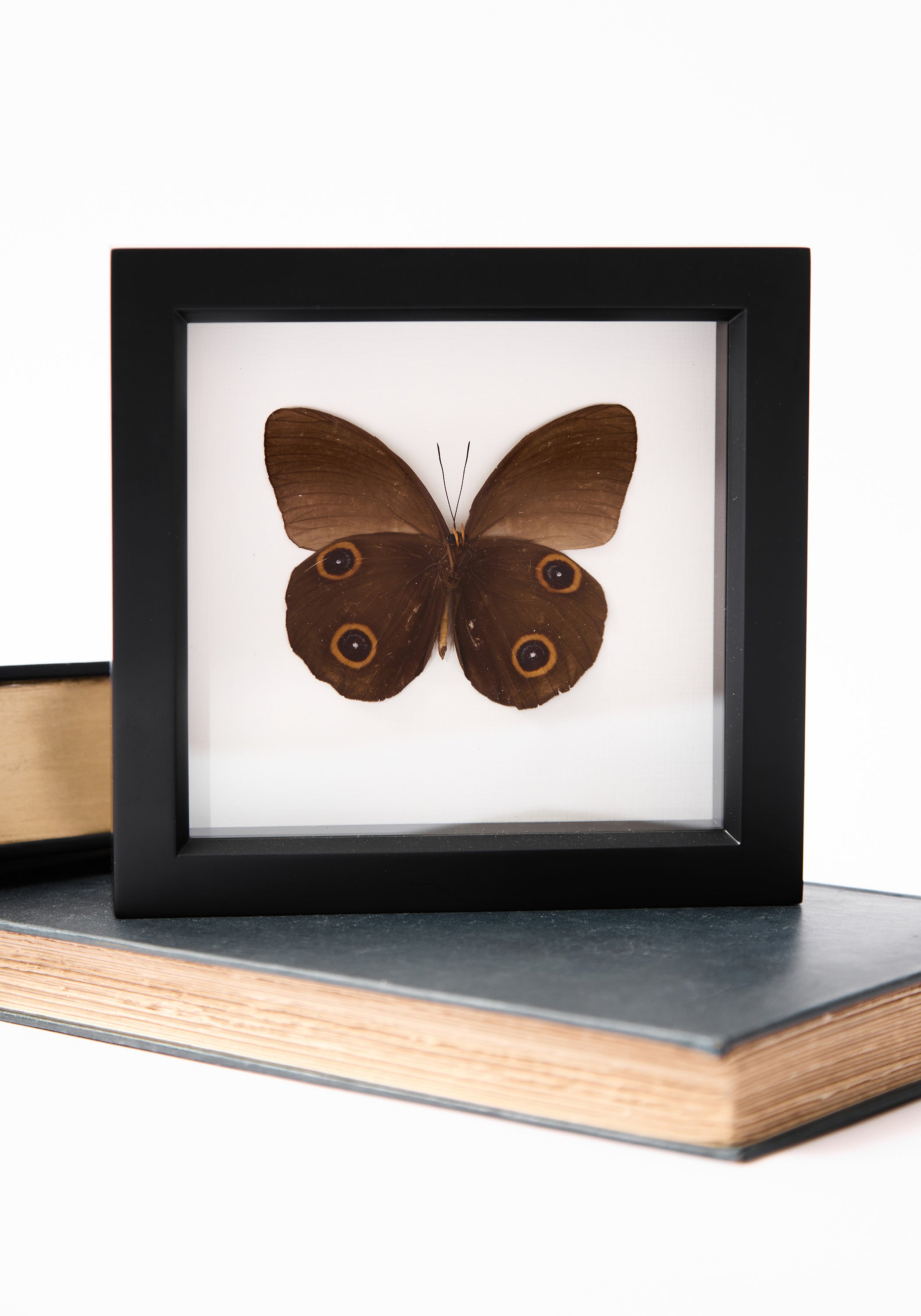 Framed Owl Mimic Butterfly