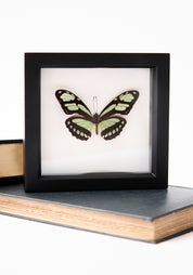 Framed Dido Longwing Butterfly