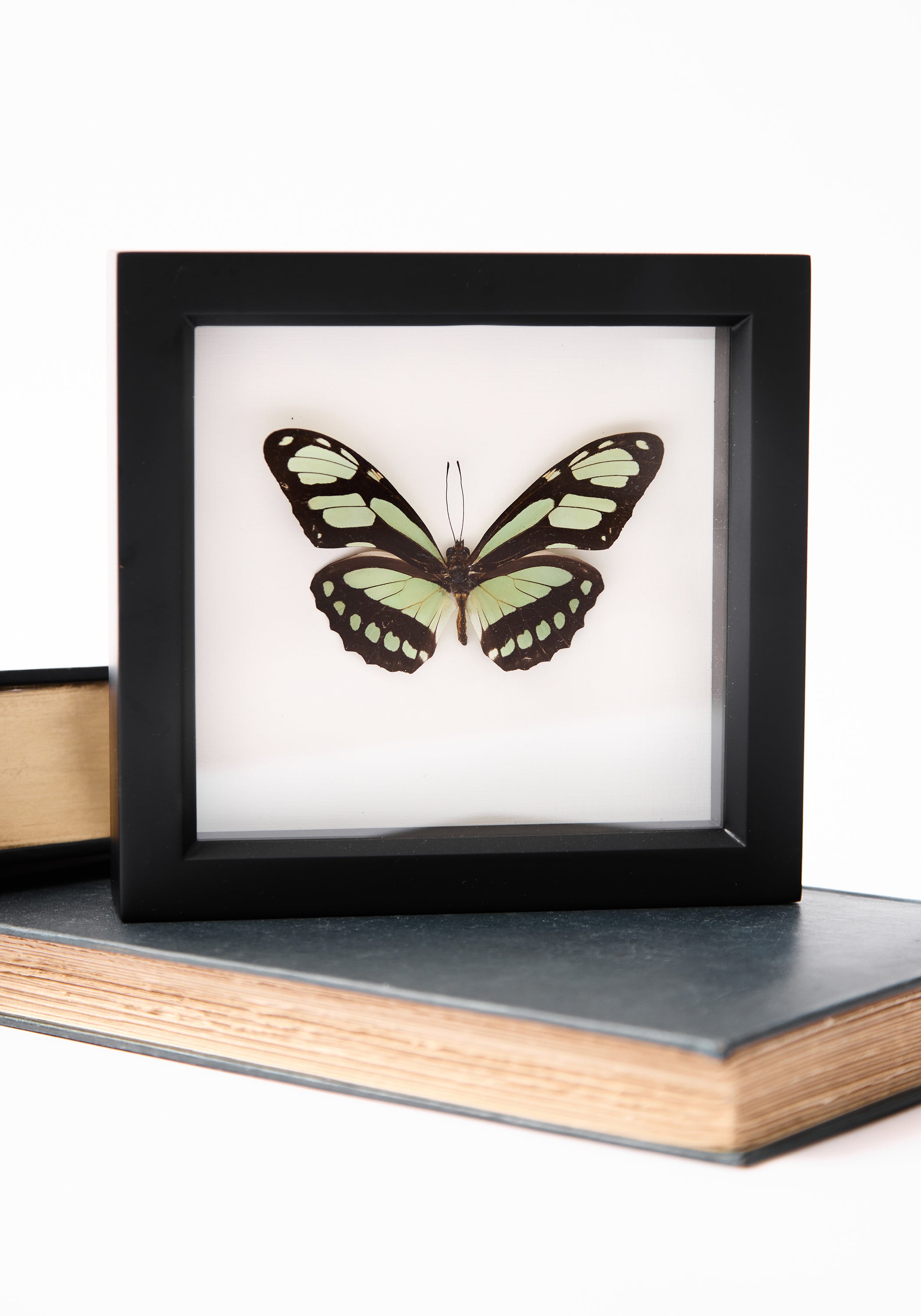 Framed Dido Longwing Butterfly