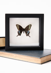 Framed Alpine Black Swallowtail Butterfly