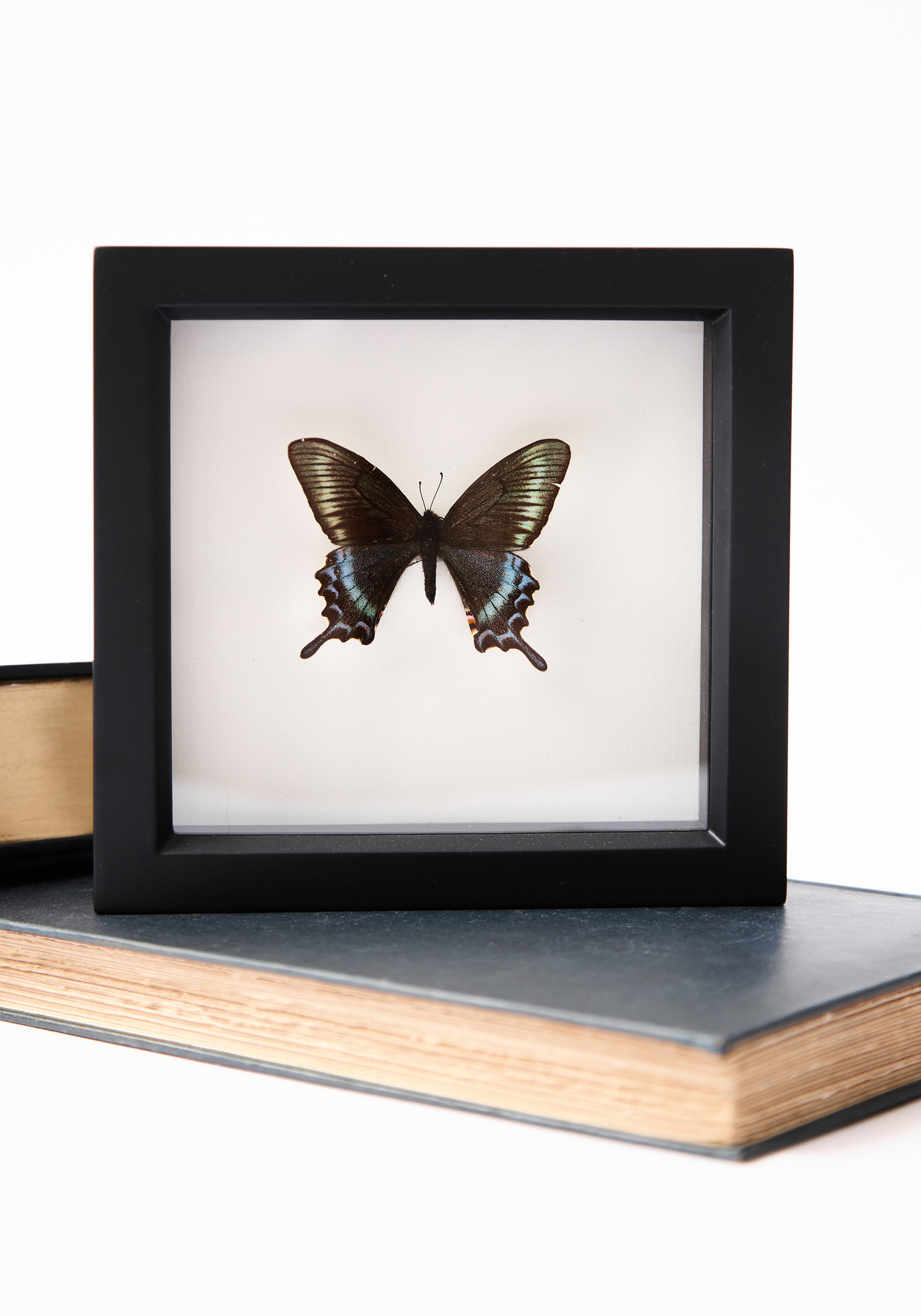Framed Alpine Black Swallowtail Butterfly