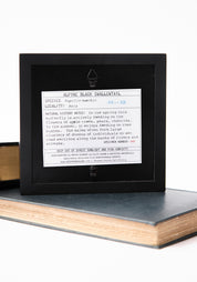 Framed Alpine Black Swallowtail Butterfly