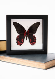 Framed Scarlet Mormon Butterfly Verso