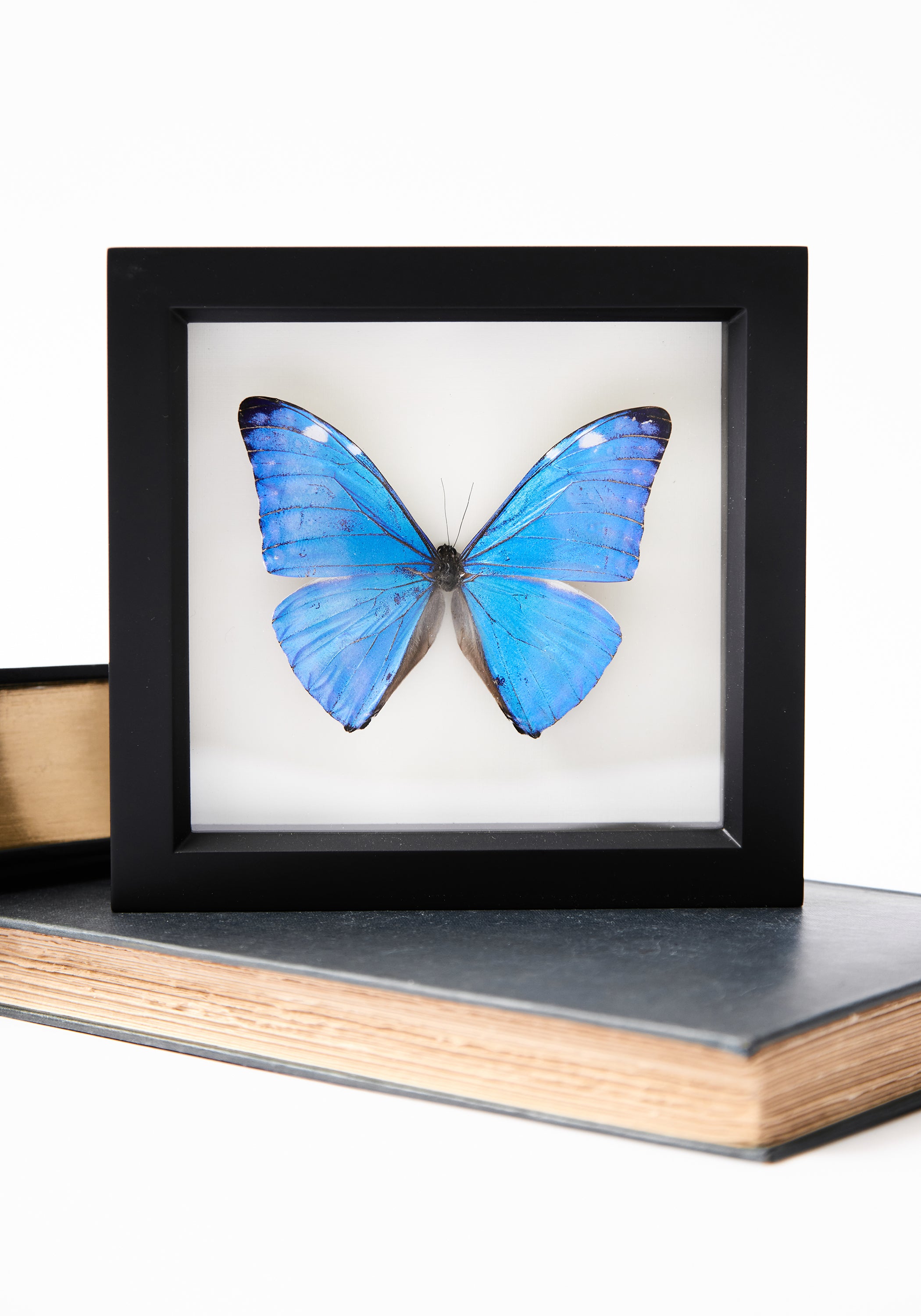 Framed Morpho Adonis Butterfly