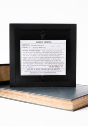 Framed Morpho Adonis Butterfly