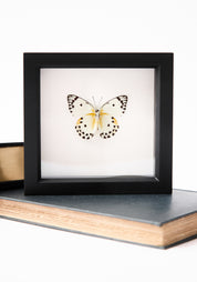 Framed Calypso White Butterfly