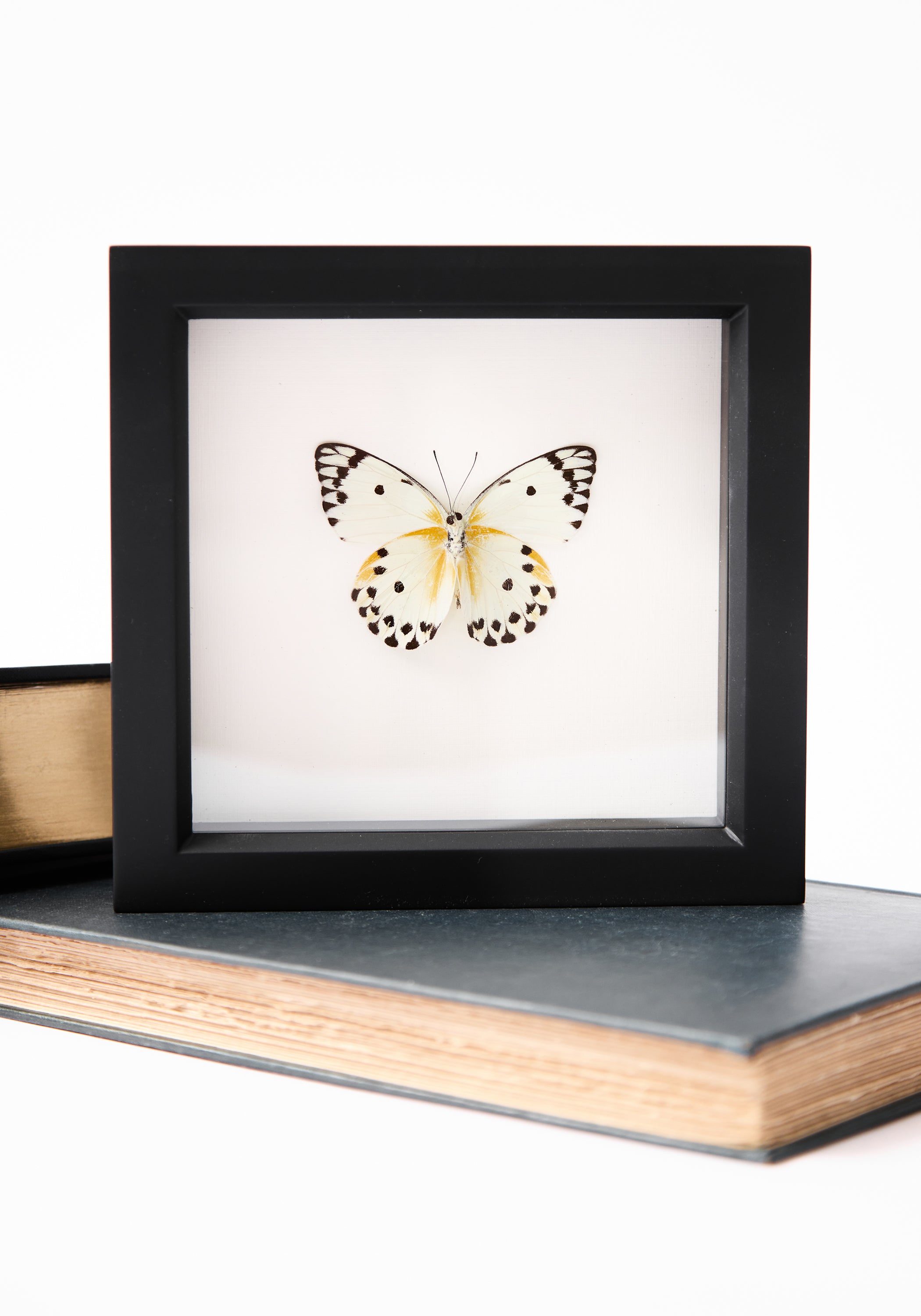 Framed Calypso White Butterfly