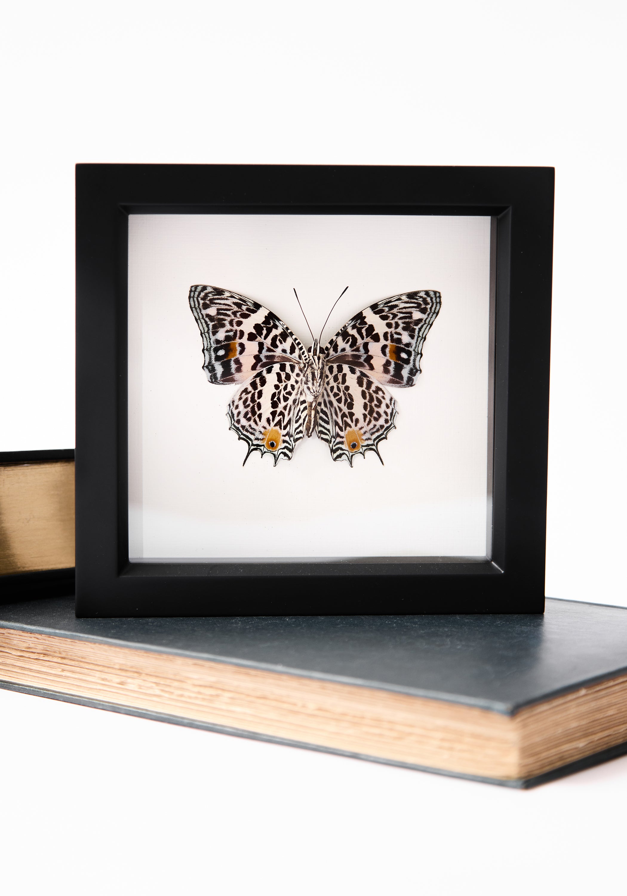 Framed Narrow Lined Butterfly Verso