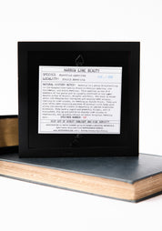 Framed Narrow Lined Butterfly Verso