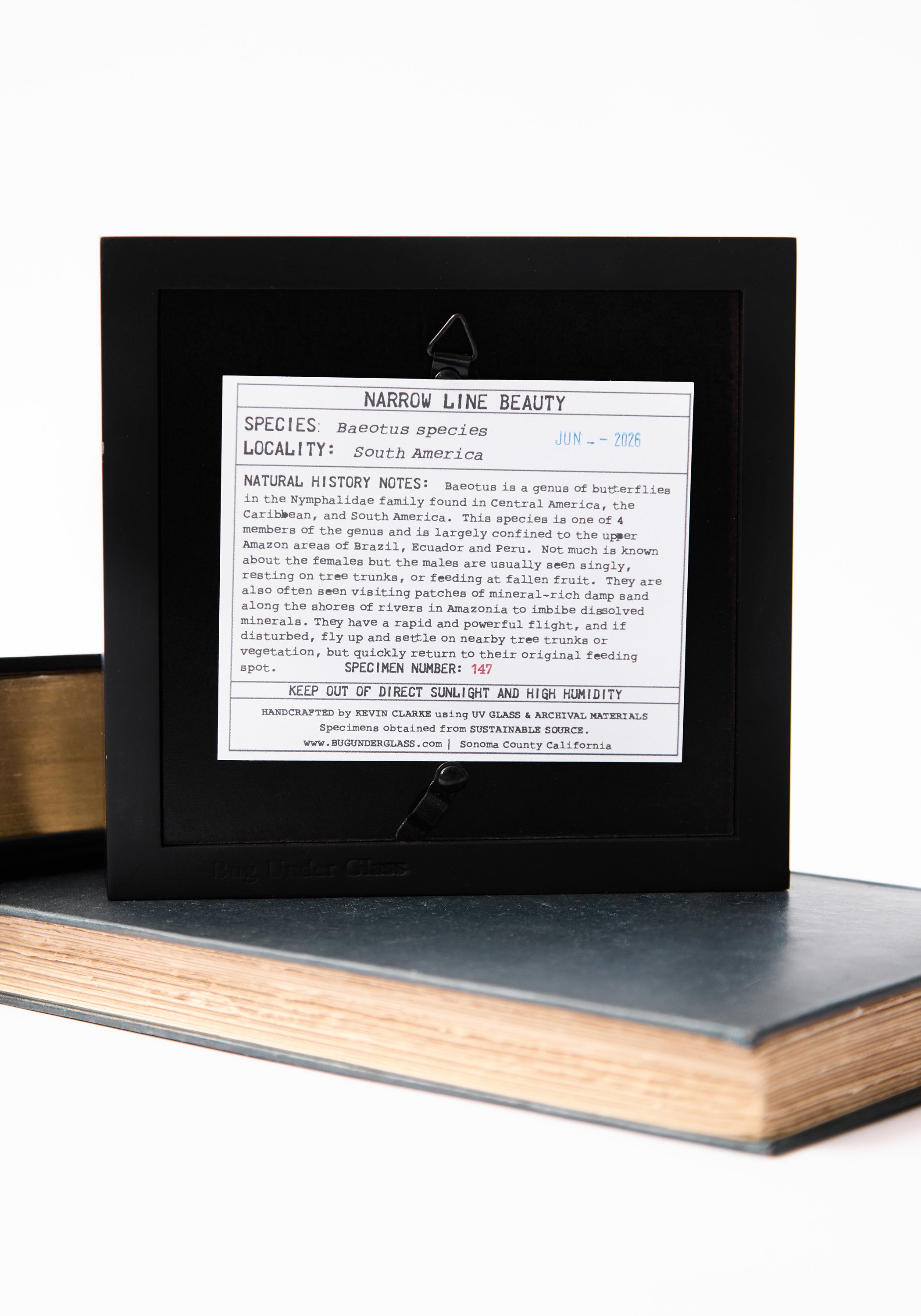 Framed Narrow Lined Butterfly Verso