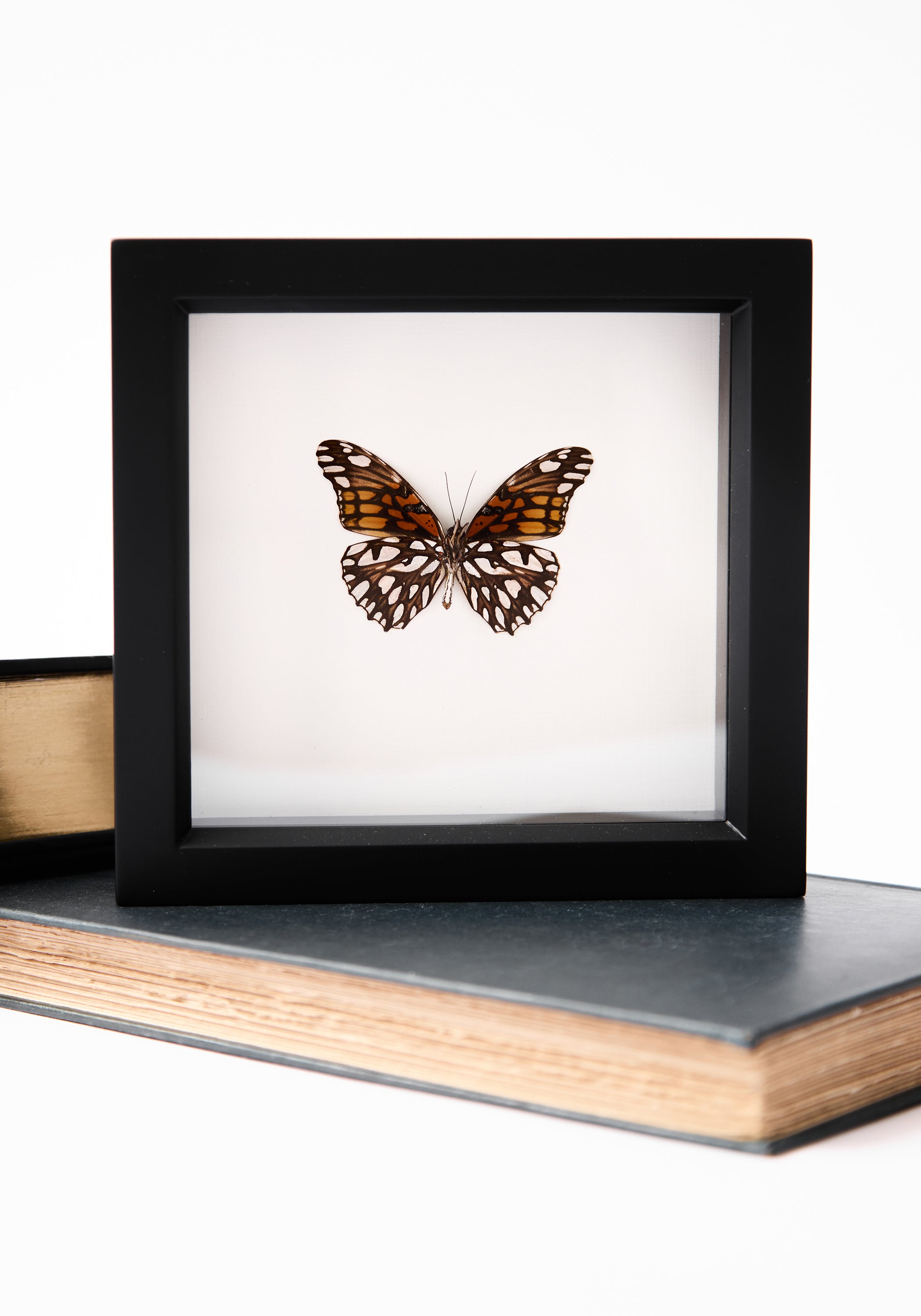 Framed Mexican Silverspot Butterfly
