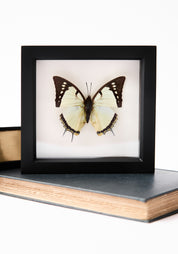 Framed Great Nawab Butterfly