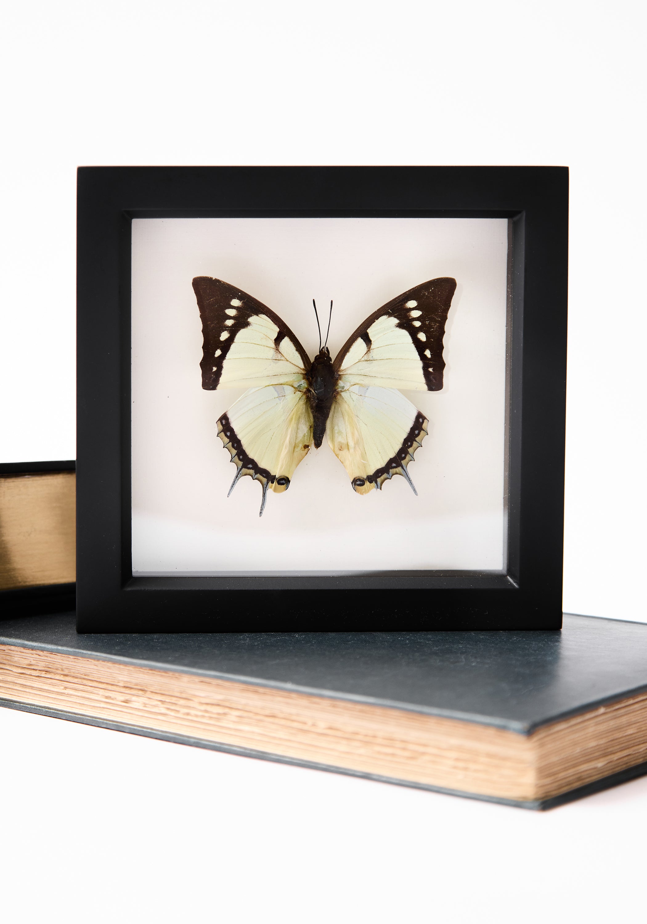 Framed Great Nawab Butterfly