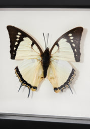 Framed Great Nawab Butterfly