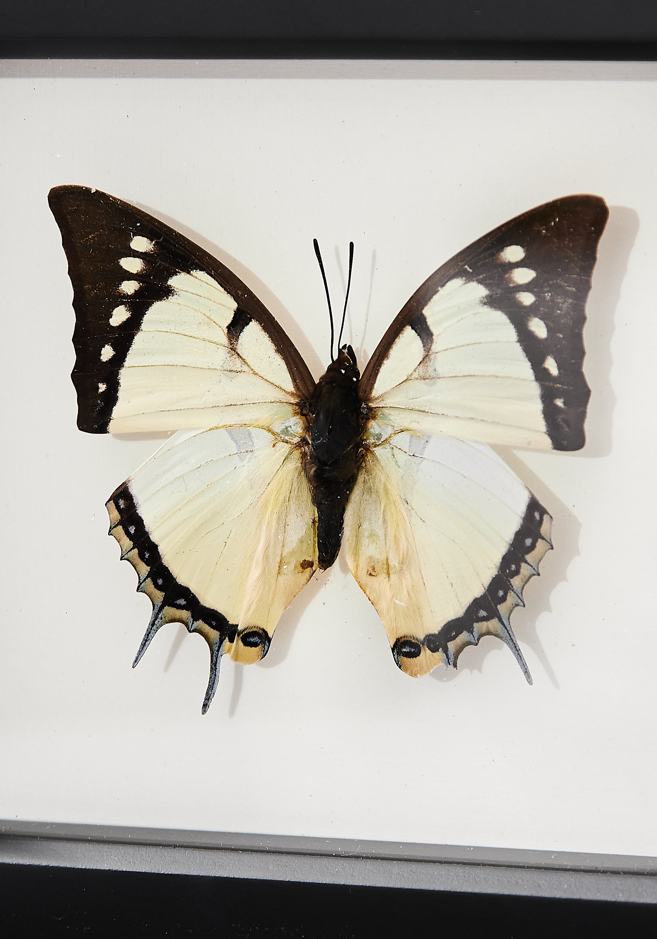 Framed Great Nawab Butterfly