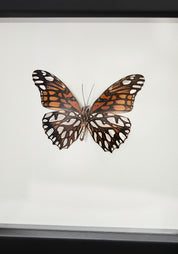 Framed Mexican Silverspot Butterfly