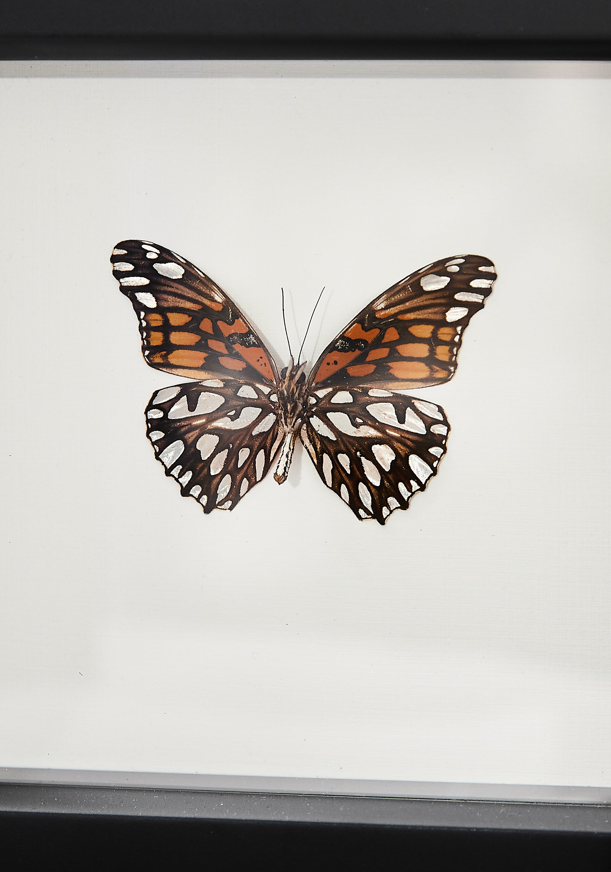 Framed Mexican Silverspot Butterfly