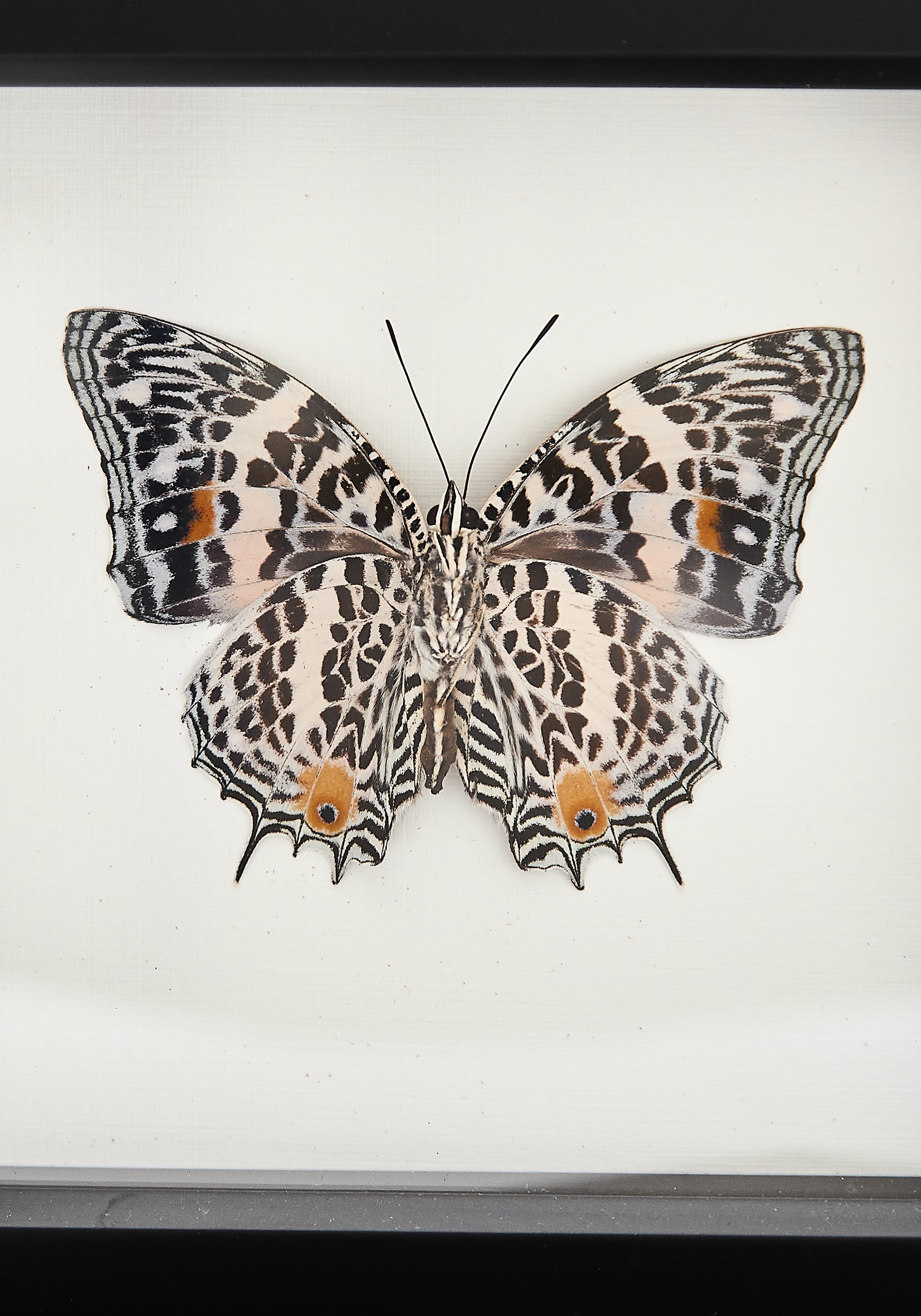 Framed Narrow Lined Butterfly Verso