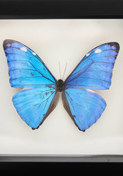 Framed Morpho Adonis Butterfly