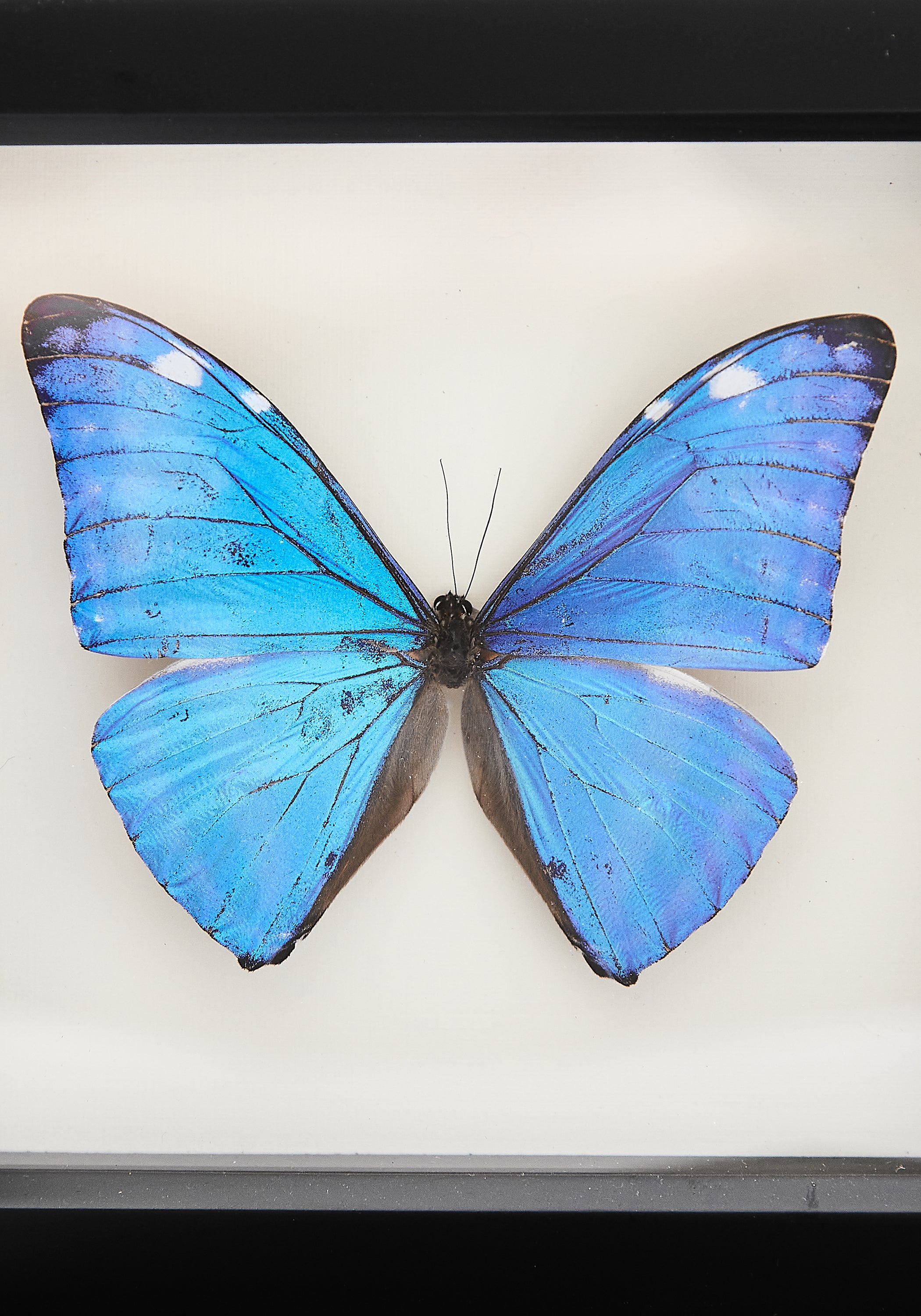 Framed Morpho Adonis Butterfly