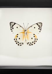 Framed Calypso White Butterfly