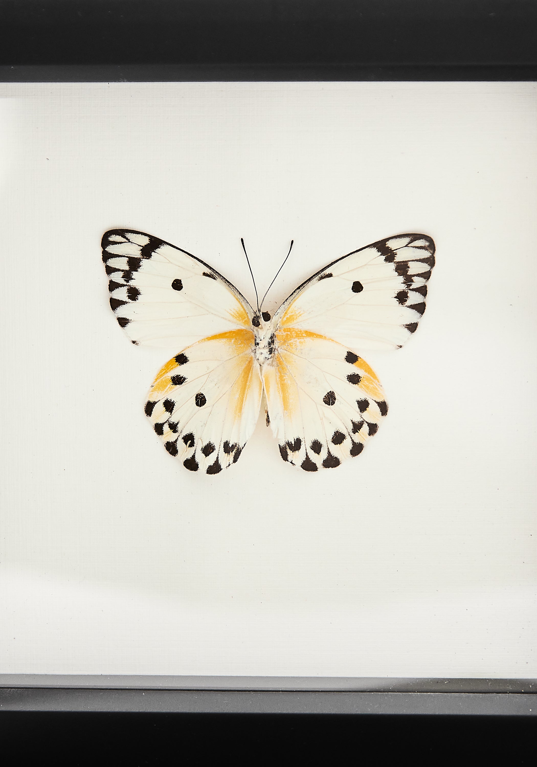 Framed Calypso White Butterfly