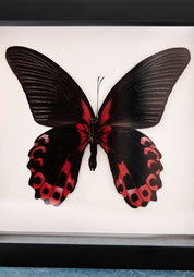 Framed Scarlet Mormon Butterfly Verso