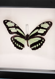 Framed Dido Longwing Butterfly