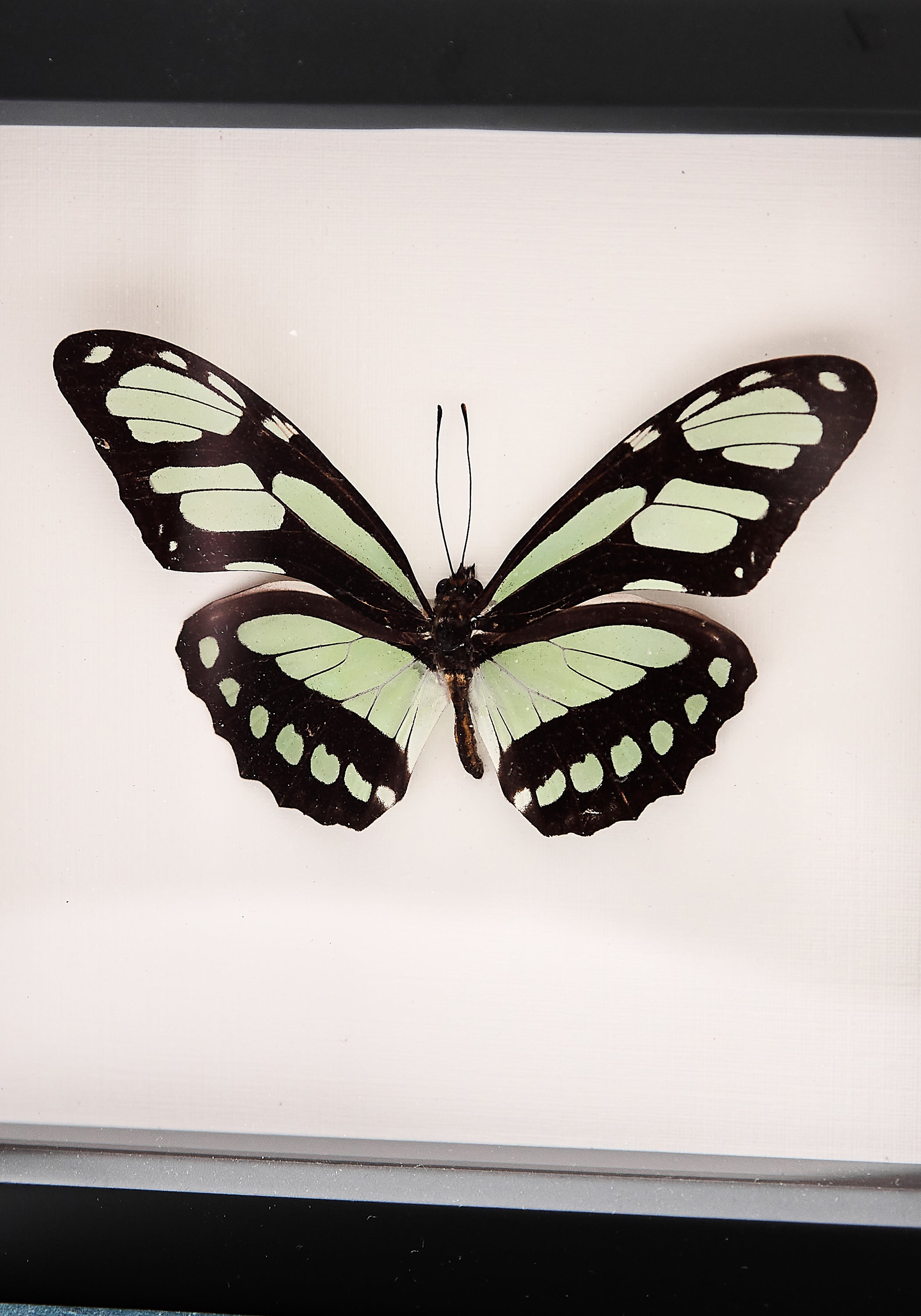 Framed Dido Longwing Butterfly