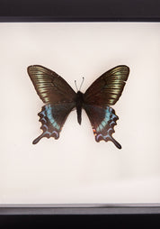 Framed Alpine Black Swallowtail Butterfly