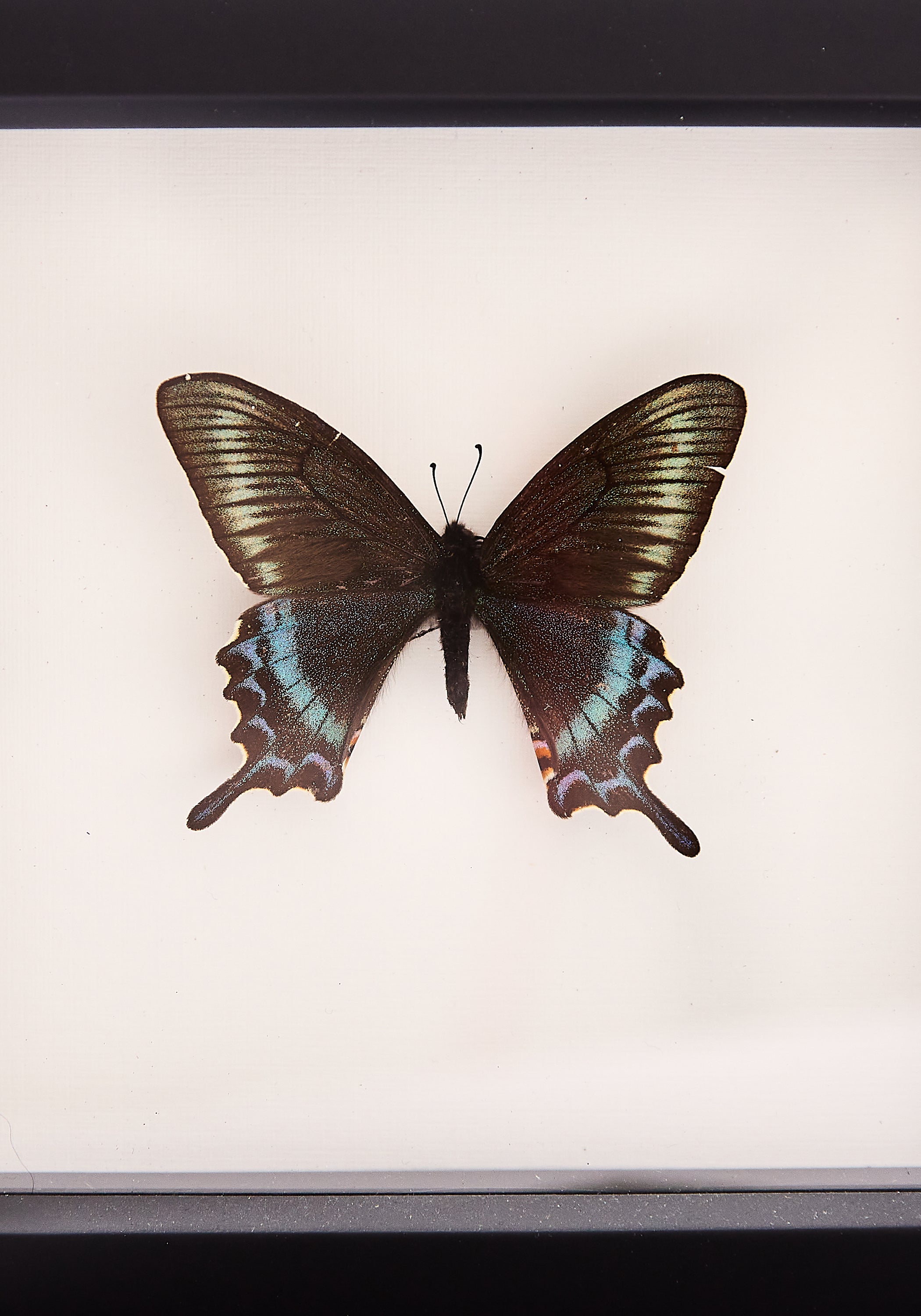 Framed Alpine Black Swallowtail Butterfly