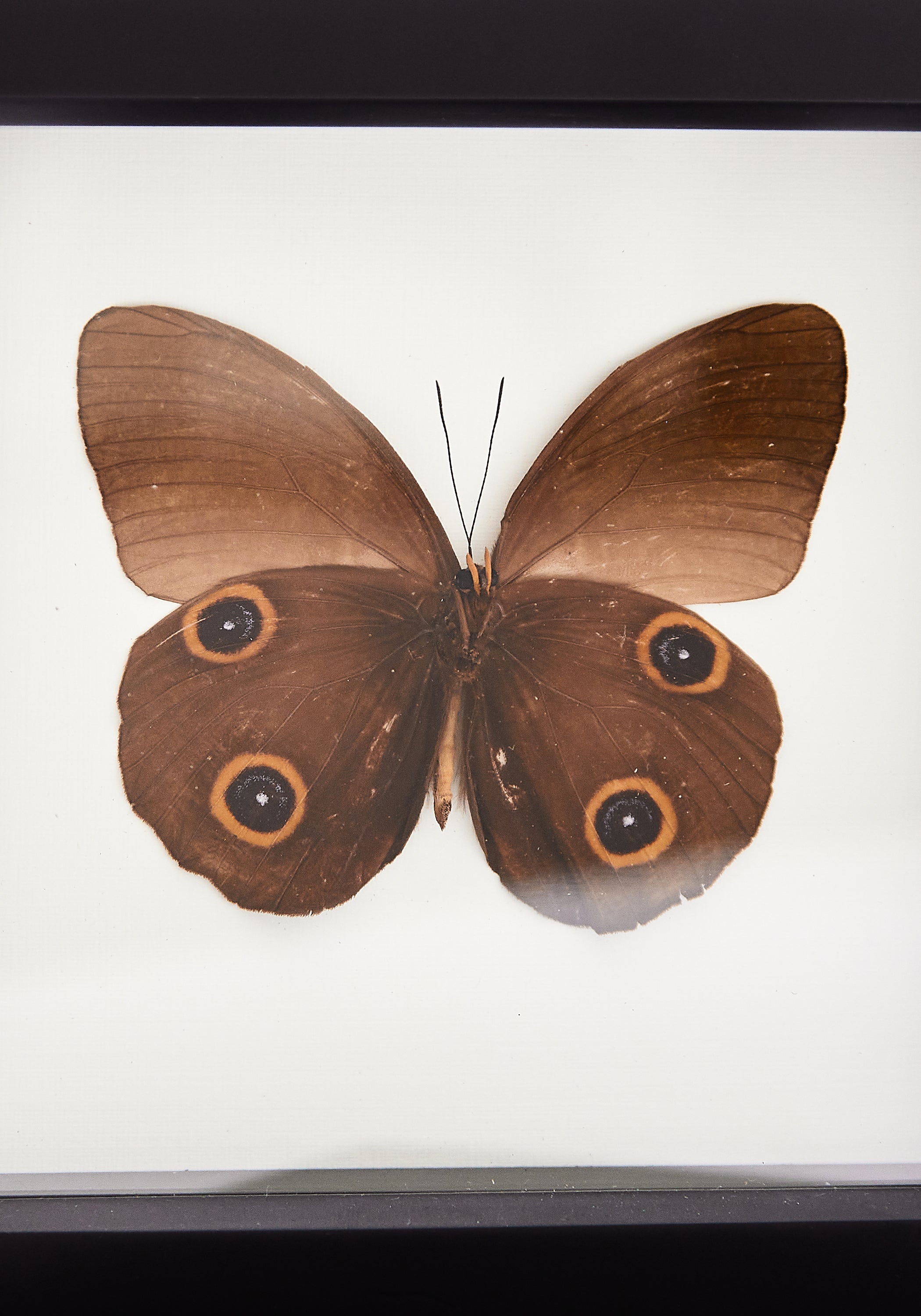 Framed Owl Mimic Butterfly