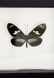 Framed Doris Longwing Butterfly