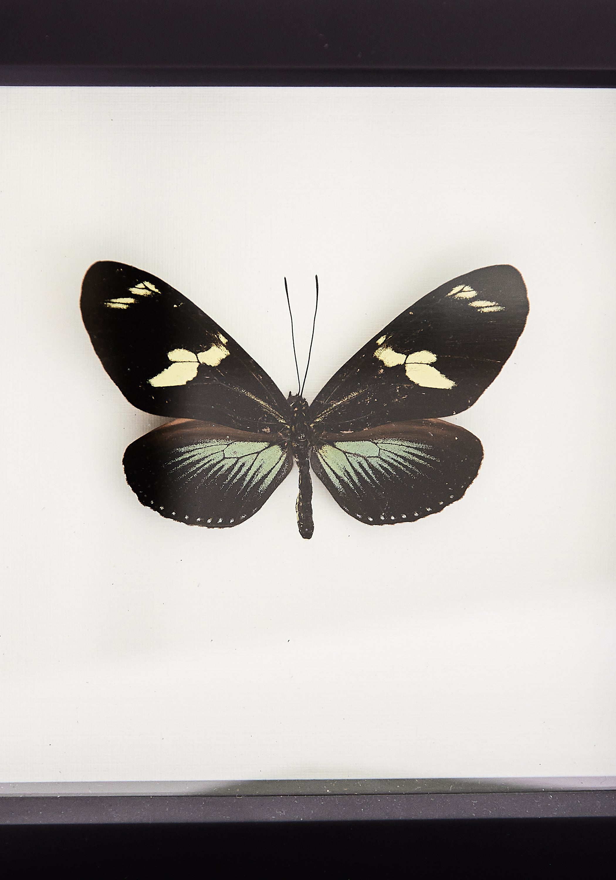 Framed Doris Longwing Butterfly