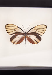 Framed Dazzling Glasswing Butterfly