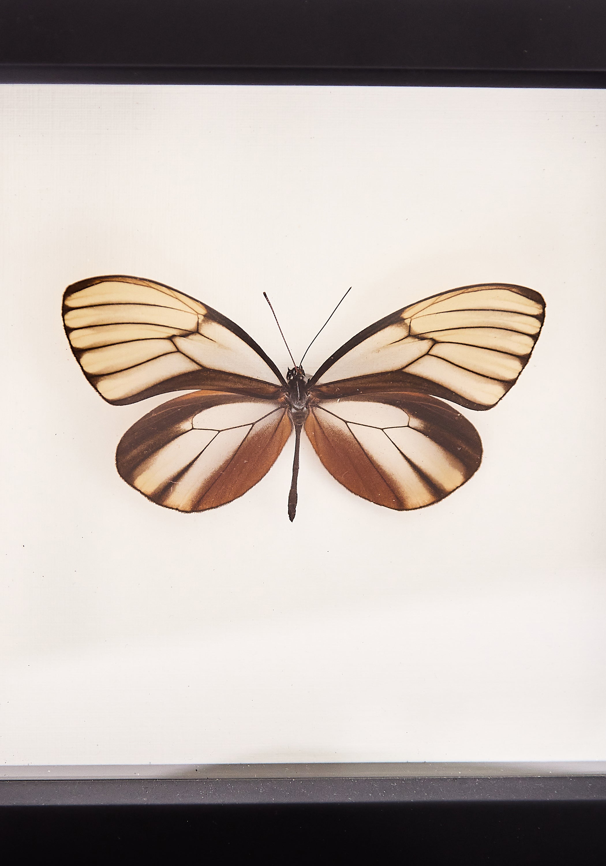 Framed Dazzling Glasswing Butterfly