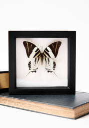 Framed Giant Swordtail Butterfly
