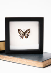 Framed Map Butterfly