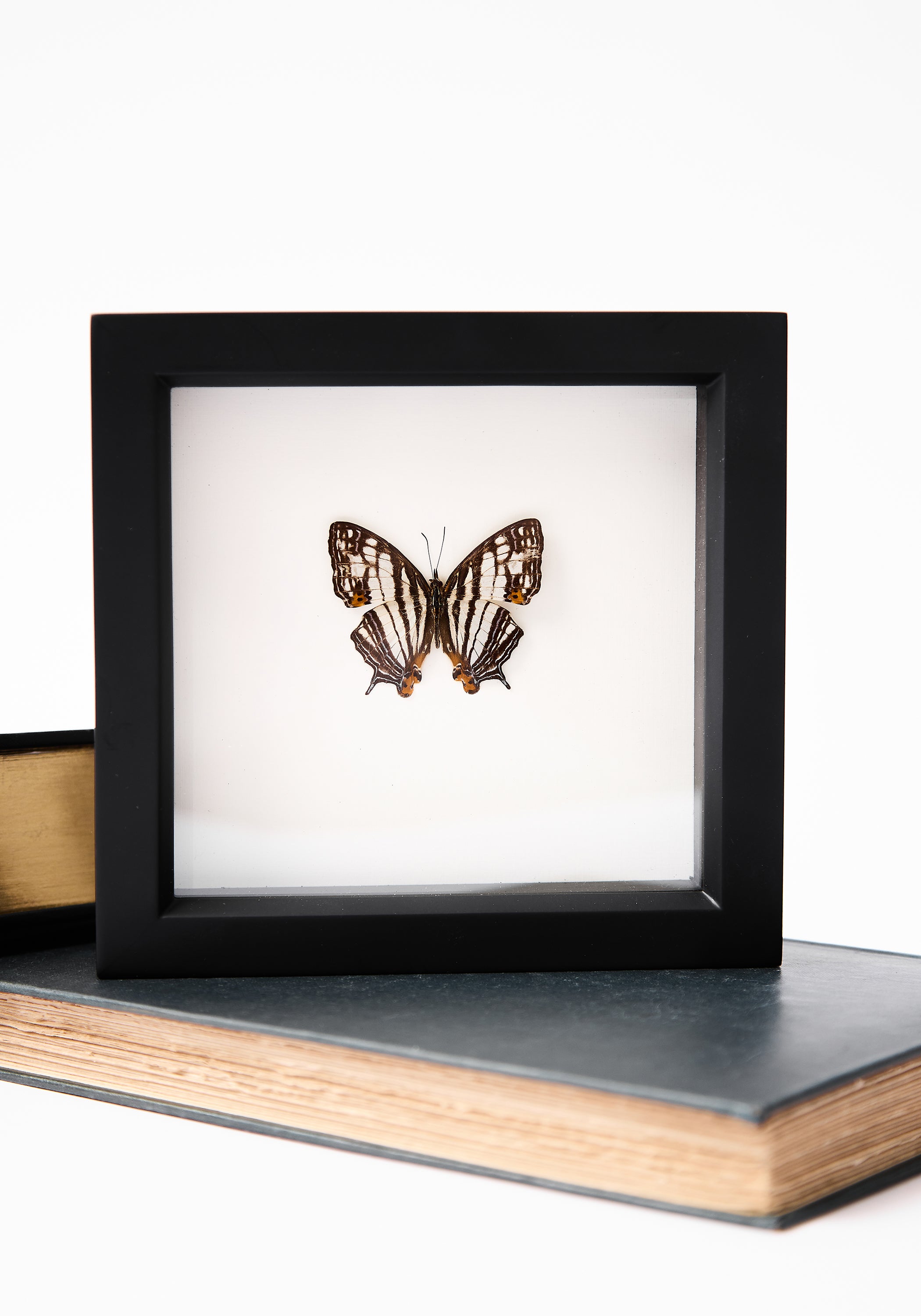 Framed Map Butterfly