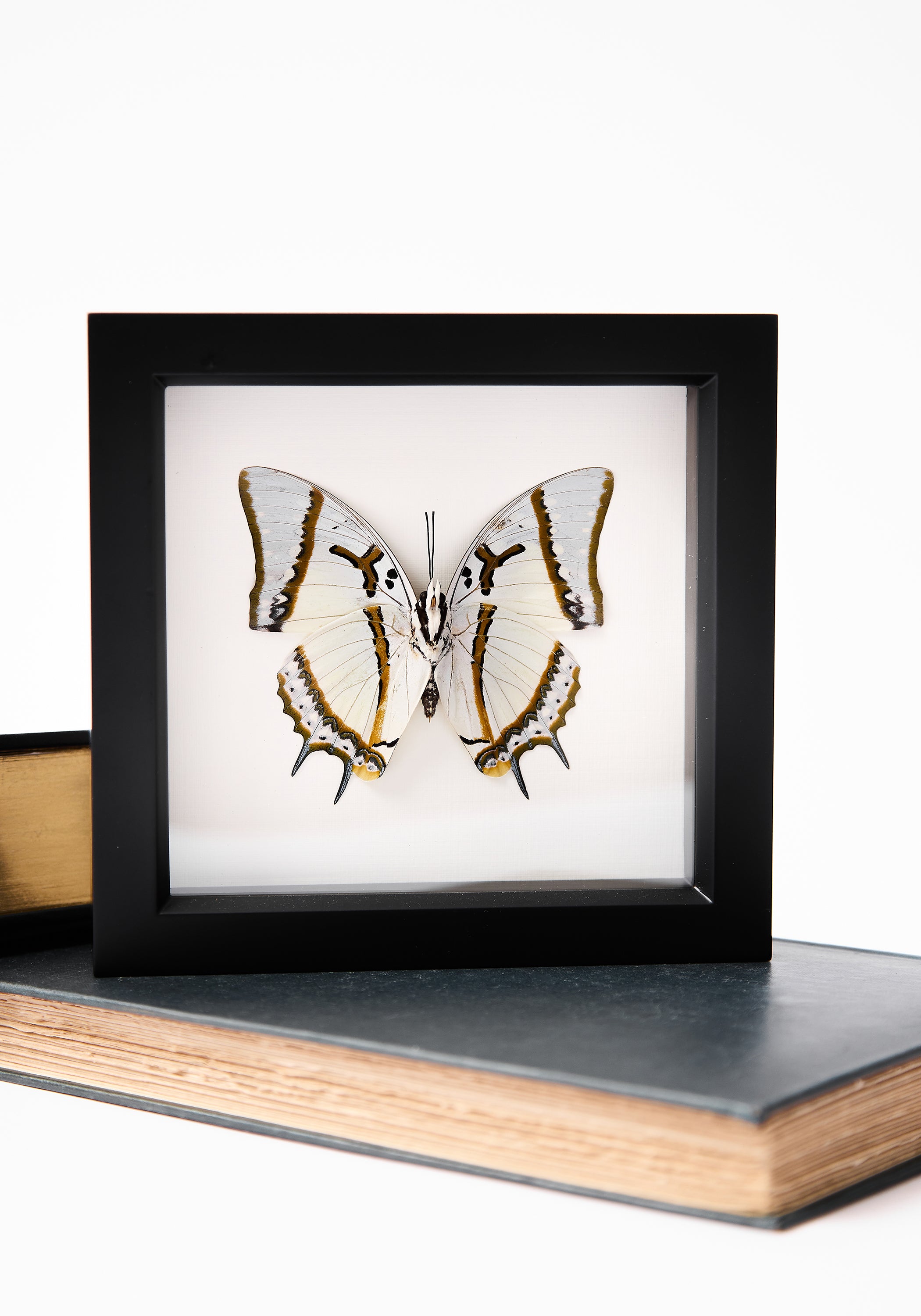 Framed Shan Nawab Butterfly