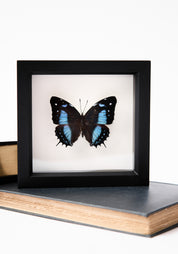 Framed Narrow Lined Butterfly