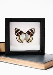 Framed Schrenck's Emperor