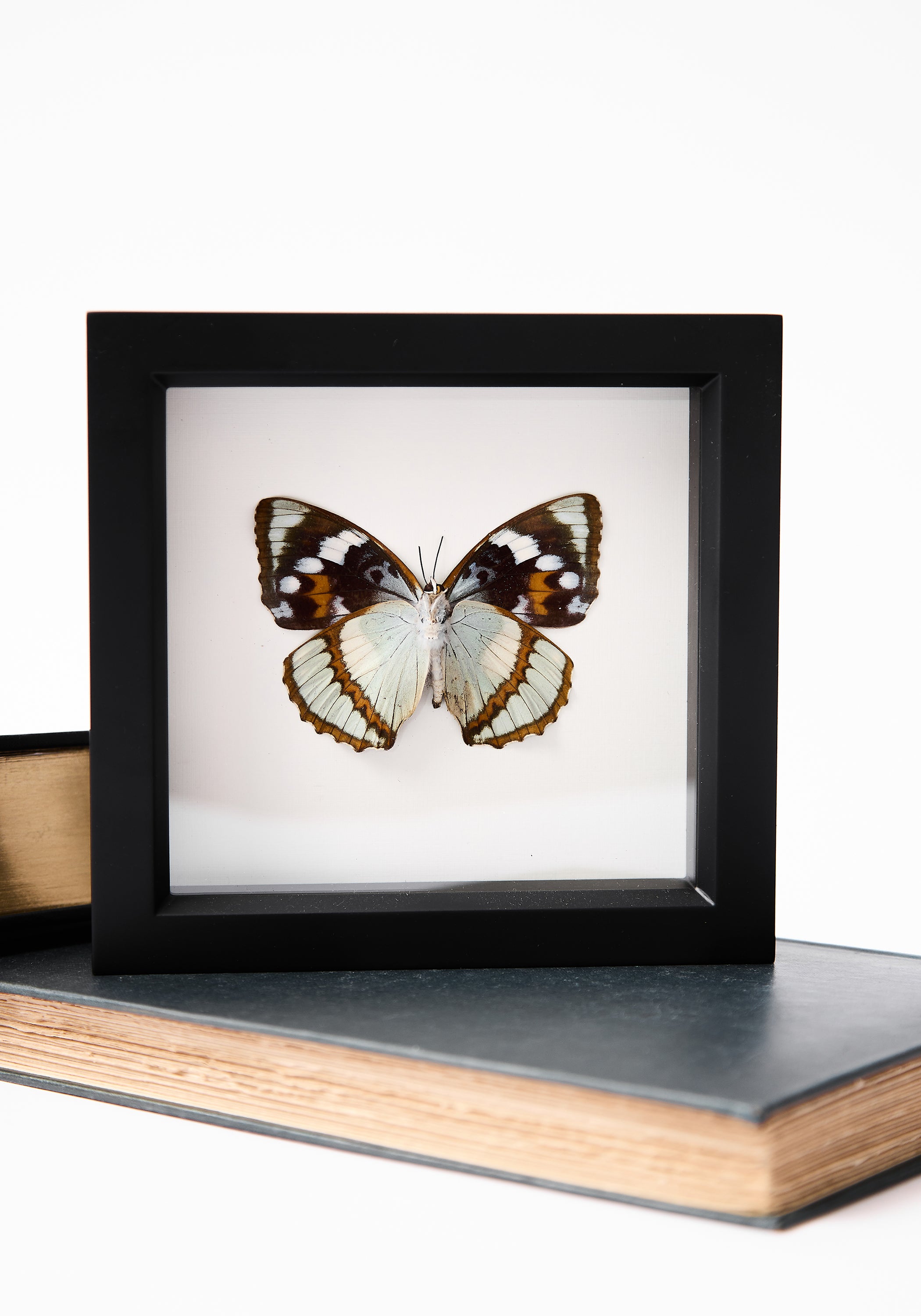 Framed Schrenck's Emperor