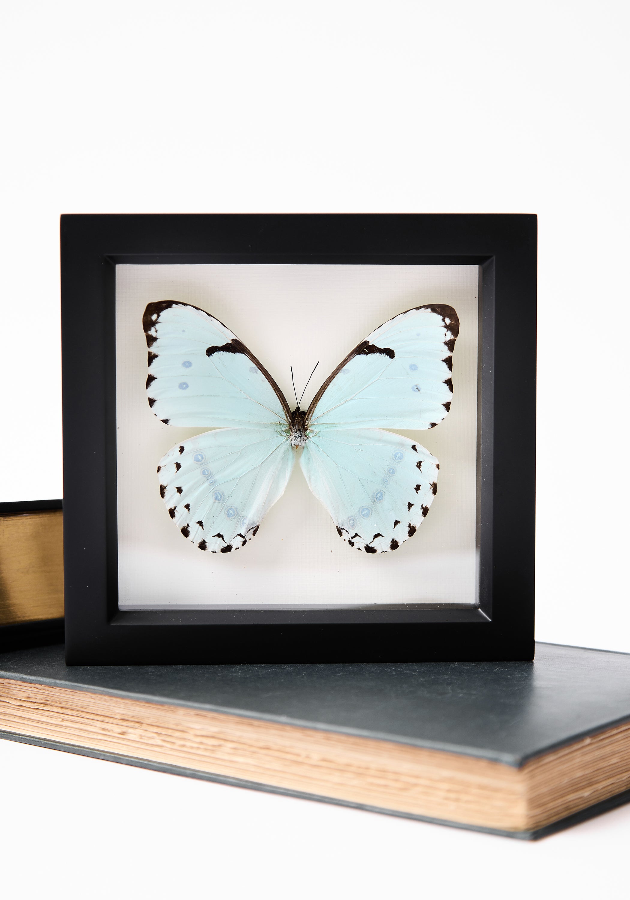 Framed Mint Morpho Butterfly