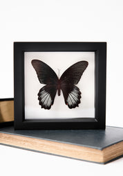 Framed Scarlet Mormon Butterfly