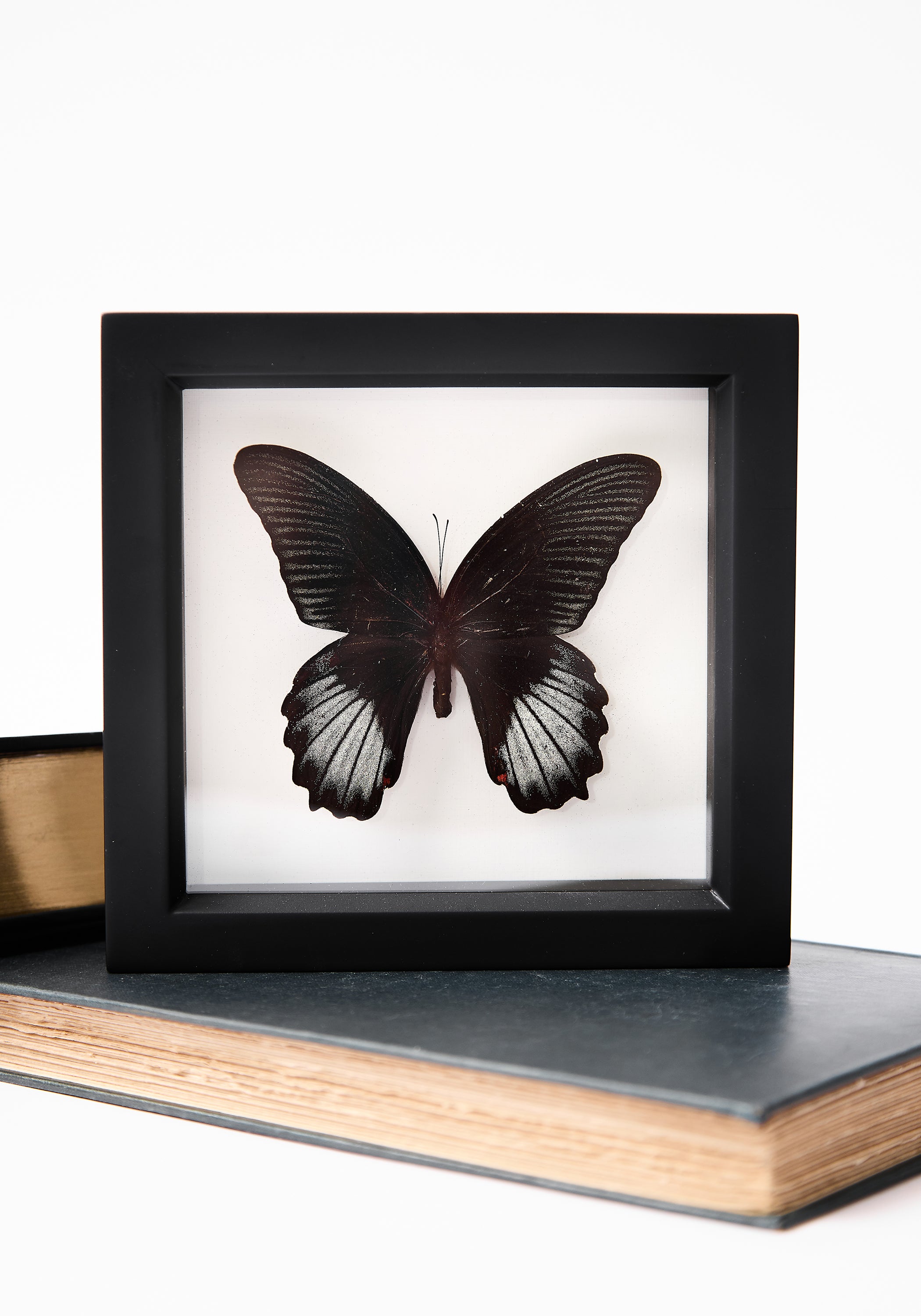 Framed Scarlet Mormon Butterfly