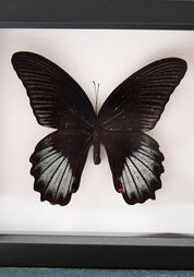 Framed Scarlet Mormon Butterfly