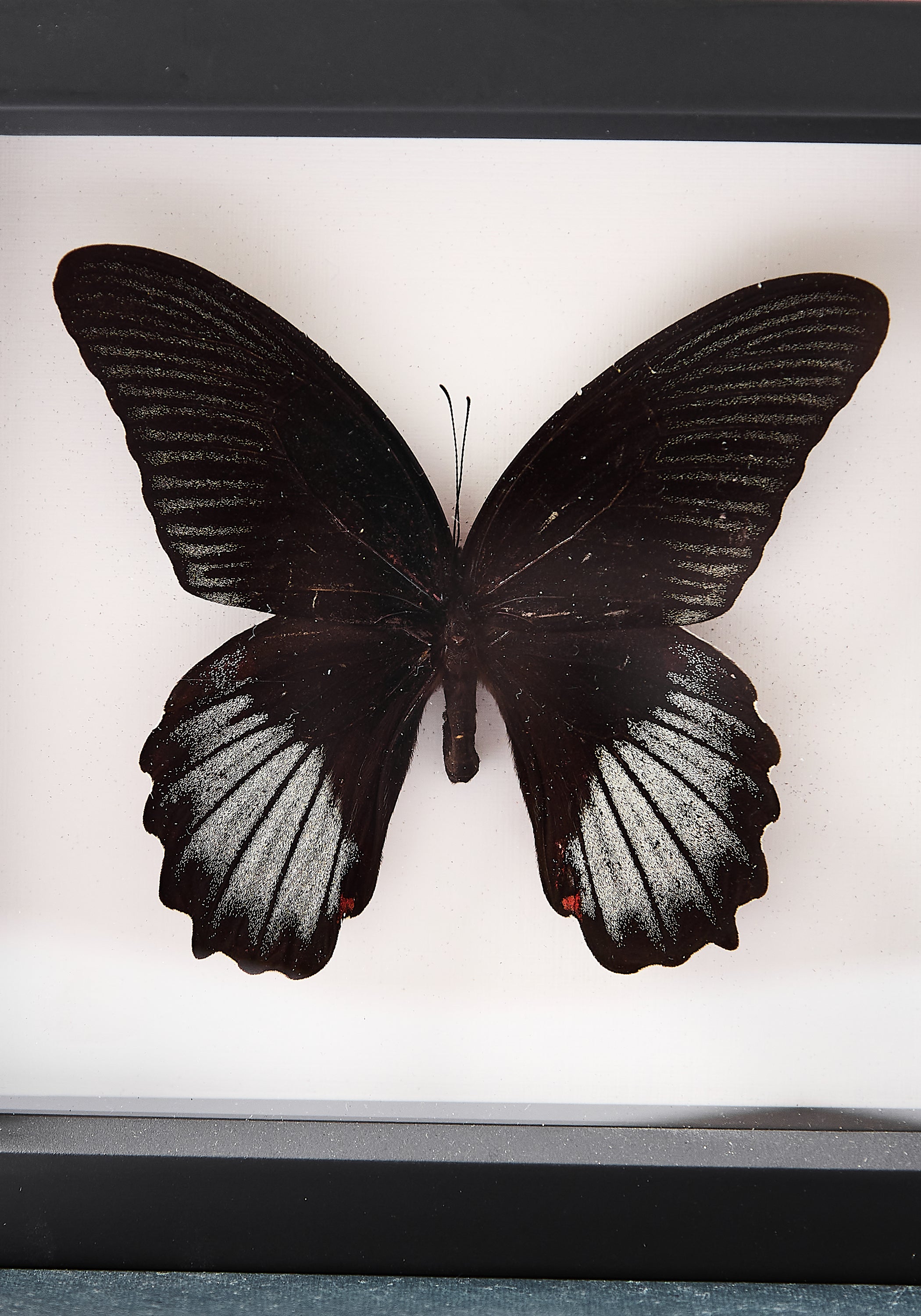 Framed Scarlet Mormon Butterfly